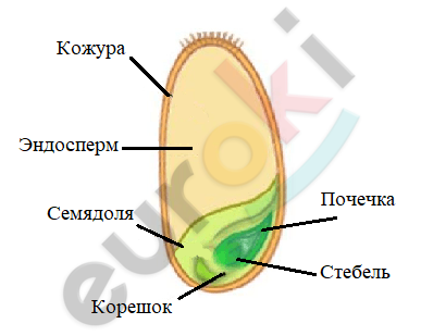 Какой цифрой на рисунке обозначен эндосперм