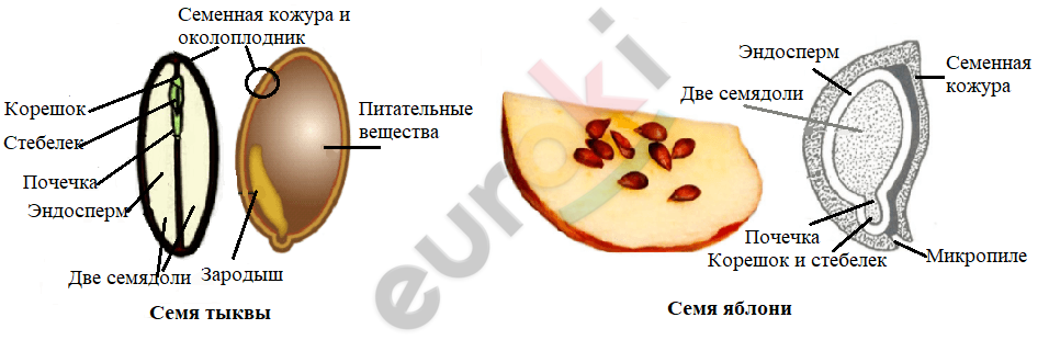 Строение семени подсолнечника рисунок с подписями
