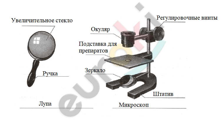 ГДЗ Биология Пасечник. С ракушкой 5 класс Рабочая тетрадь Страница 21