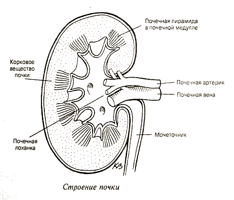 Рисунок почки с подписями биология 8 класс