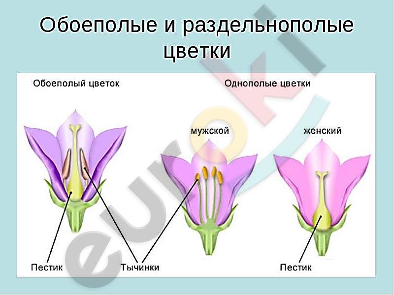 http://misle.ru/urok-15-17-polovoe-razmnojenie-stroenie-i-raznoobrazie-cvetov/7.jpg