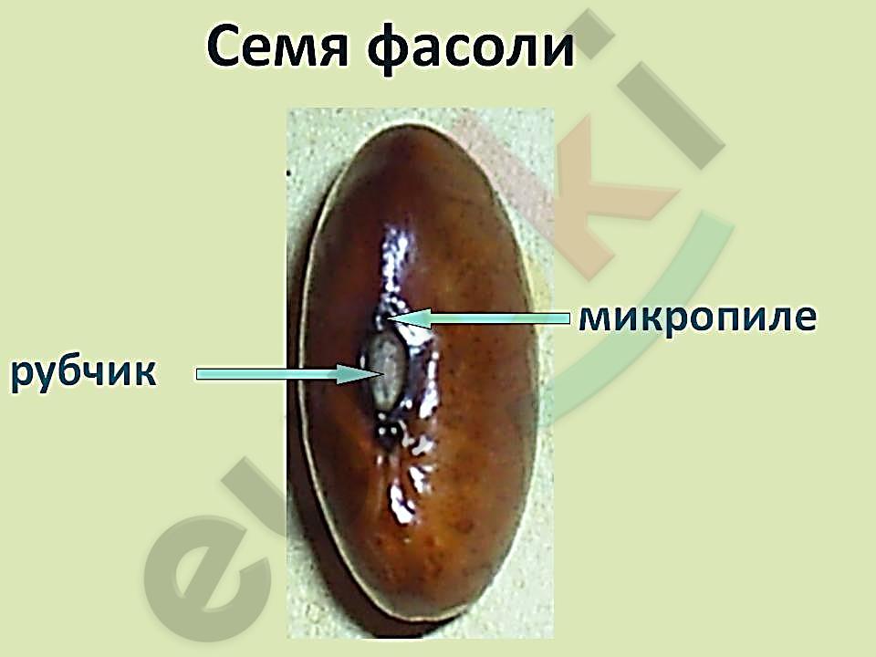 Рубчик и семявход у фасоли рисунок