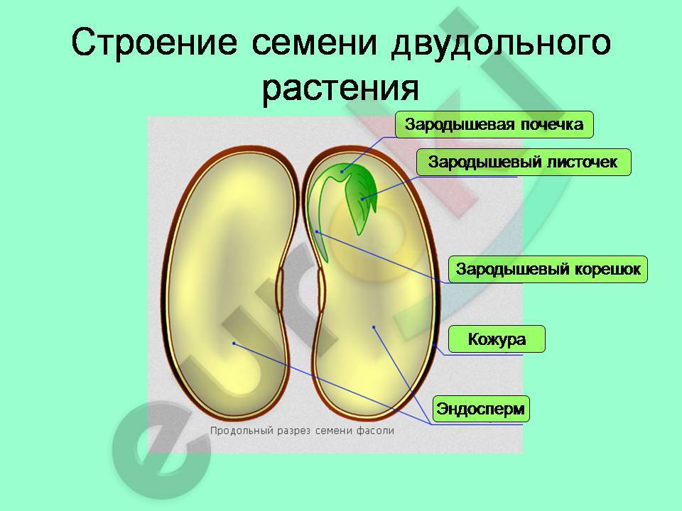 http://pwpt.ru/uploads/presentation_screenshots/eee476fd72a8e9120f082c726ede6473.JPG