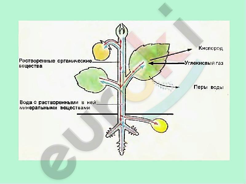 http://mypresentation.ru/documents_2/8127bc10990f02160b3054e2675c91fe/img2.jpg