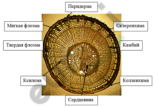 http://science.snauka.ru/wp-content/uploads/2014/03/031914_1037_3.png