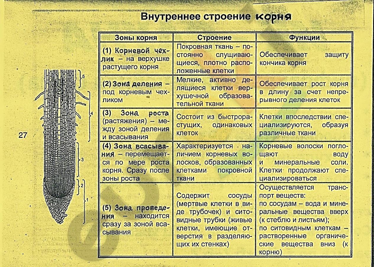 C:\Users\User\Desktop\картинки почвы\ВНУТРЕННЕЕ СТРОЕНИЕ КОРНЯ.jpg