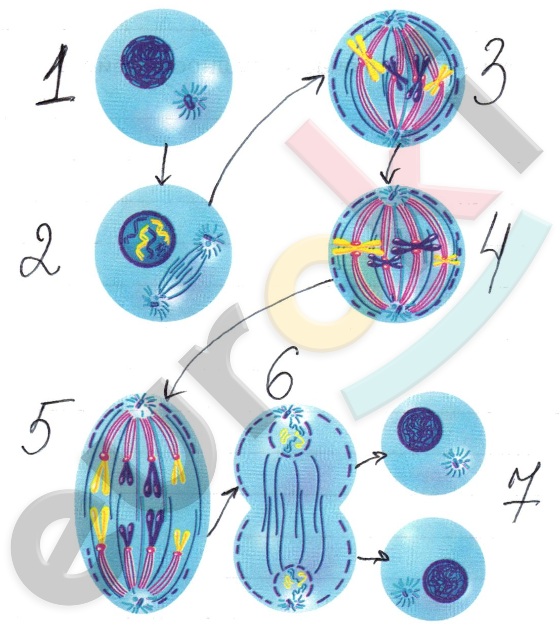 Diagram Description automatically generated