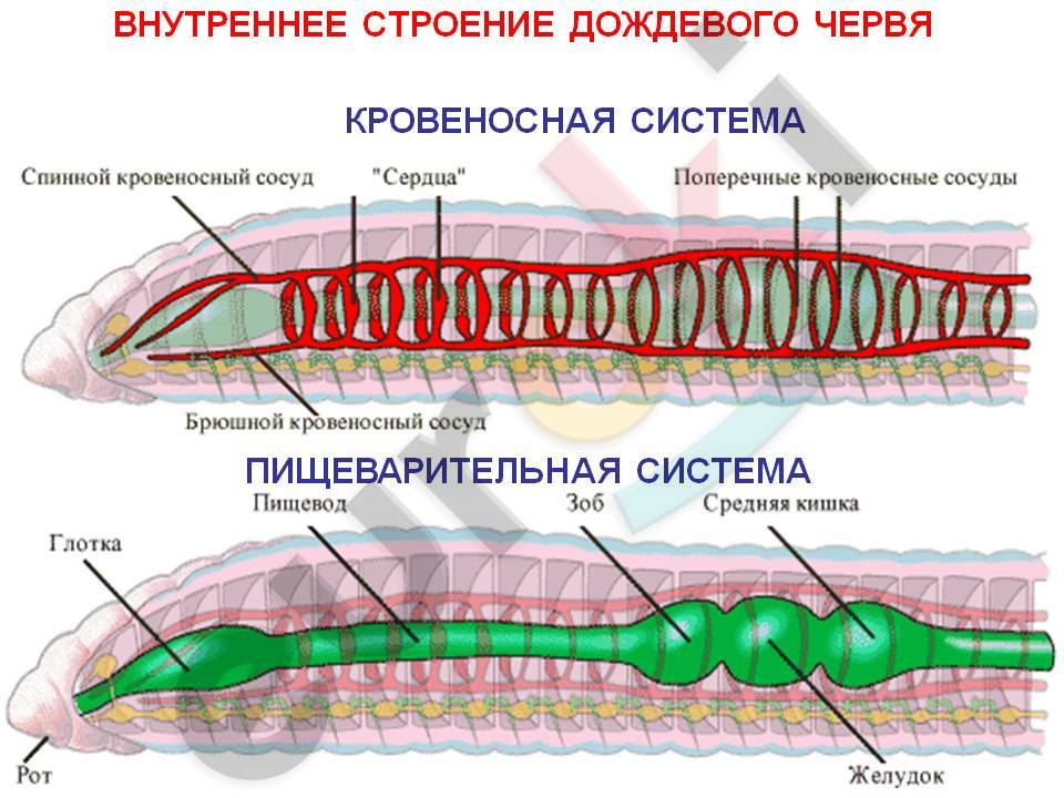 http://555pics.ru/images/1539586_dozhdevoi-cherv-stroenie-tela.jpg