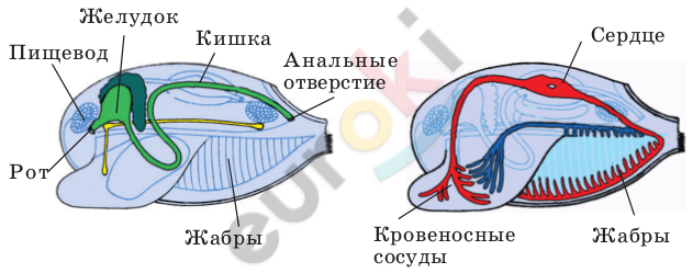 http://blgy.ru/images/biology7/pic99.png