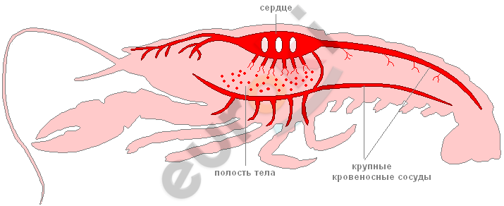 http://biouroki.ru/content/page/729/s5.png