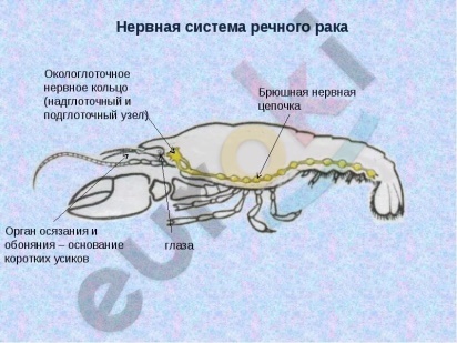 https://im0-tub-ru.yandex.net/i?id=d8bd28716f463e76be9ad73040986a7a-l&n=13