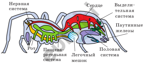 http://blgy.ru/images/biology7/pic112.png