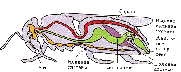 http://gusevale1.narod.ru/12.gif