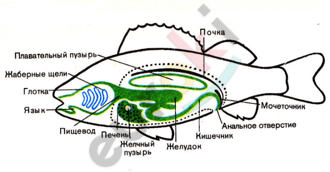 Пищеварительная система класса рыб