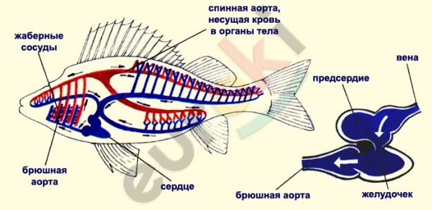 http://files.school-collection.edu.ru/dlrstore/73c1a05d-92ad-4a13-8707-34f6c2fac261/%5bBI7ZD_9-03%5d_%5bIL_04%5d-k.jpg