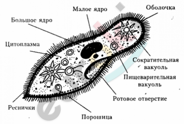 http://www.turkaramamotoru.com/ru/image/infuzorii-88150-15.jpg