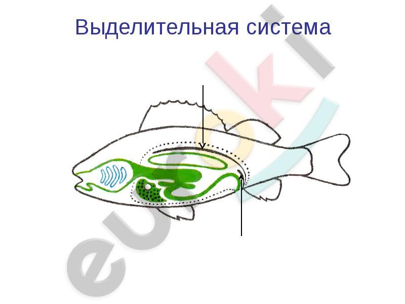 http://mypresentation.ru/documents/5a9f4df180b2303d9d35489429c28357/img26.jpg