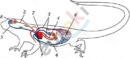 http://as6400825.ru/biologia/145.jpg