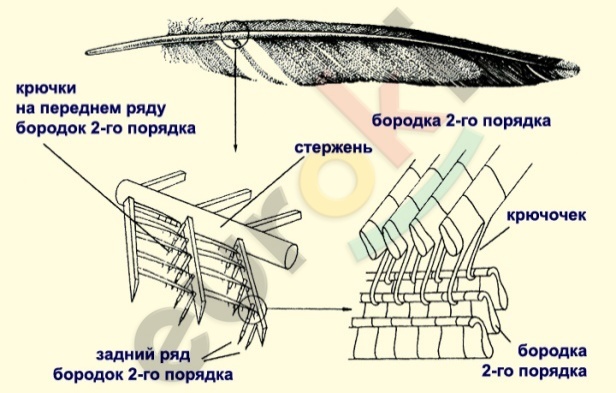 http://files.school-collection.edu.ru/dlrstore/d78dd594-db5a-4bfc-b2f4-f270267bd188/%5bBI7ZD_12-01%5d_%5bIL_02%5d-k1.jpg