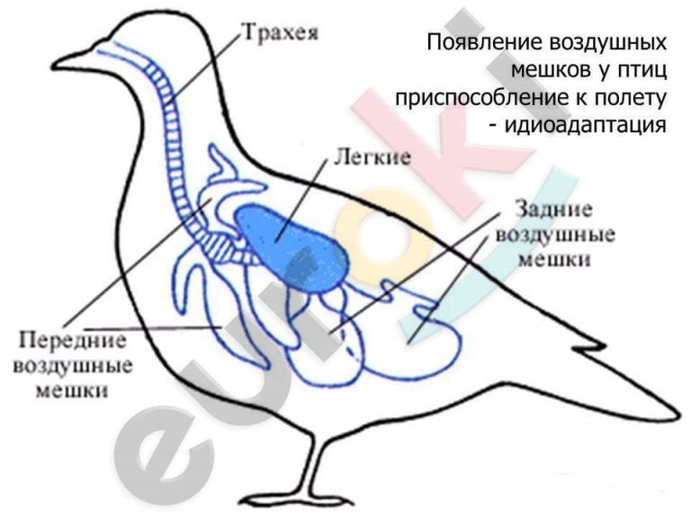 http://animalreader.ru/wp-content/uploads/2015/11/anatomija-ptic-animal-reader.-ru-003-768x576.jpg