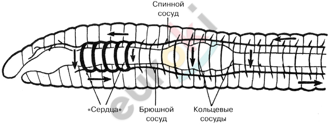 http://wiki.iteach.ru/images/b/b9/%D0%9A%D0%BE%D0%BB%D1%8C%D1%87._%D1%87%D0%B5%D1%80%D0%B2%D0%B8.jpg