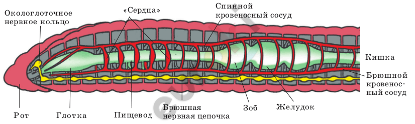 http://smart-pics.ru/images/602473_dozhdevoi-cherv-risunok-karandashom.jpg