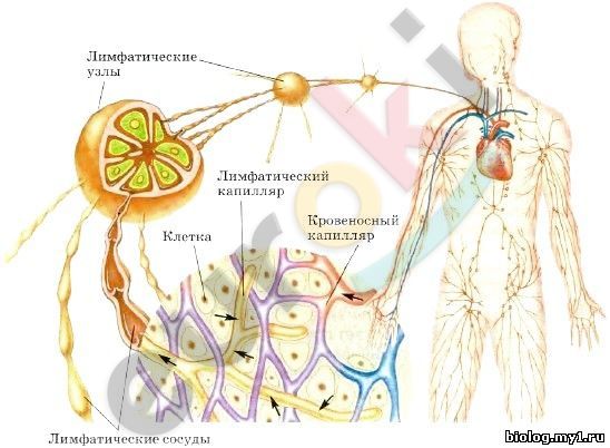 http://xn----btbgfrbtlnb0l8a.xn--p1ai/kIRILL/194/25.3.jpg