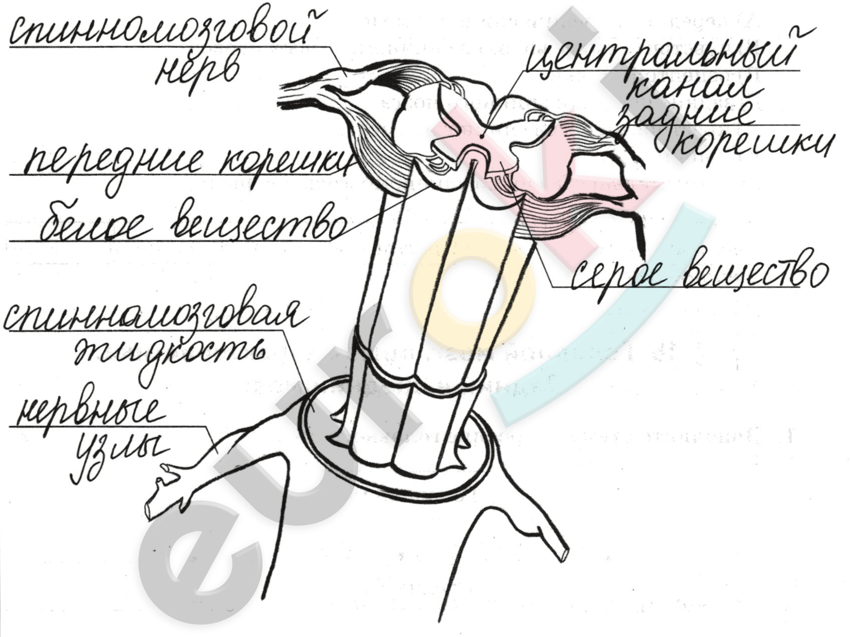 Биология 8 рабочая тетрадь жемчугова