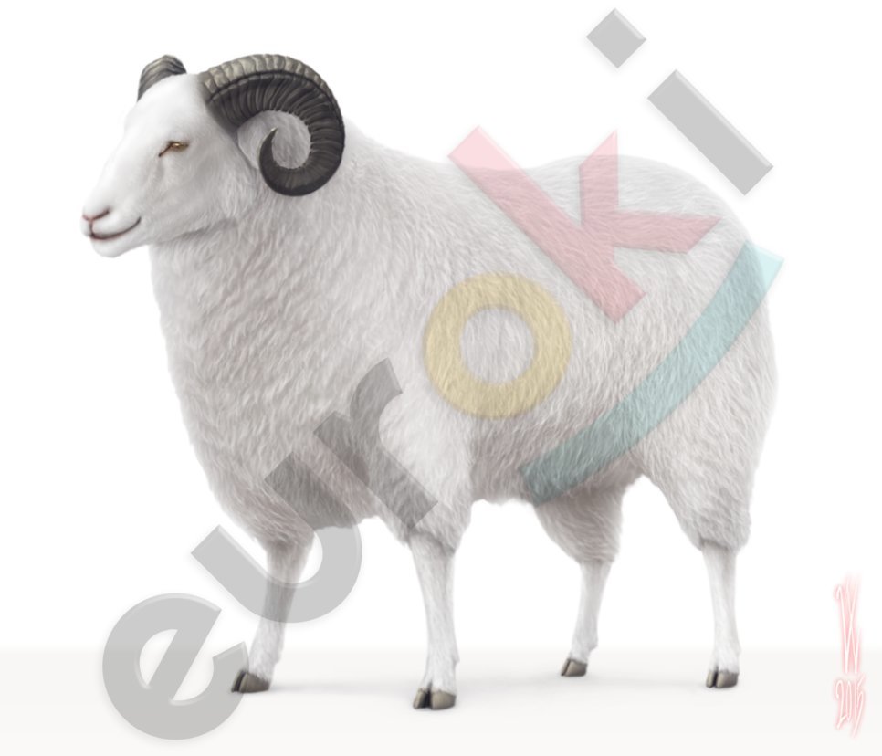 https://pluspng.com/img-png/sheep-by-woodvile-966.jpg