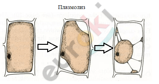 Наблюдение плазмолиза