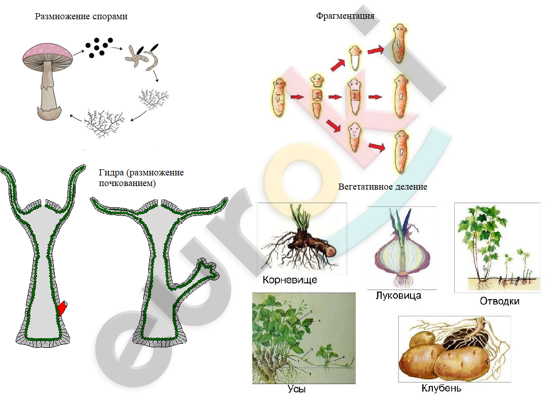 Diagram Description automatically generated