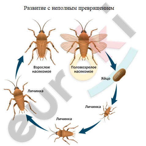 Diagram Description automatically generated