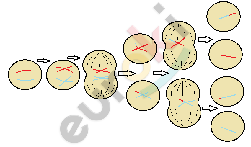 Diagram, venn diagram Description automatically generated