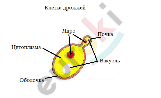 Diagram Description automatically generated