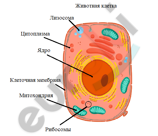 Diagram Description automatically generated