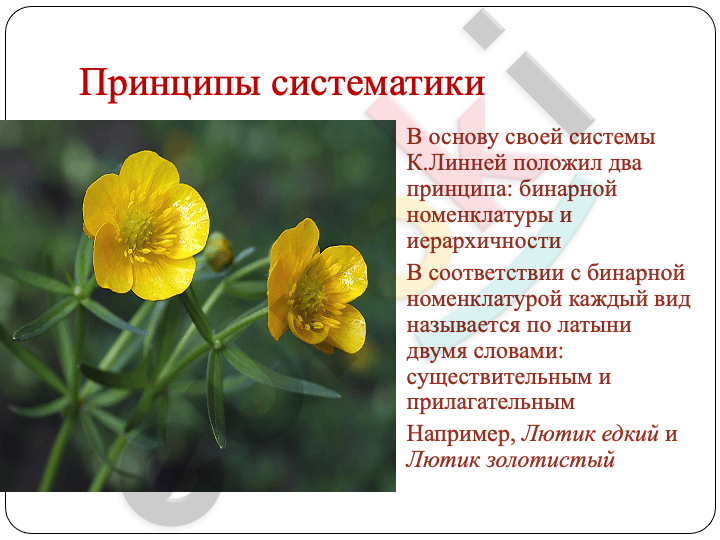 A picture containing text, flower, plant, screenshot Description automatically generated
