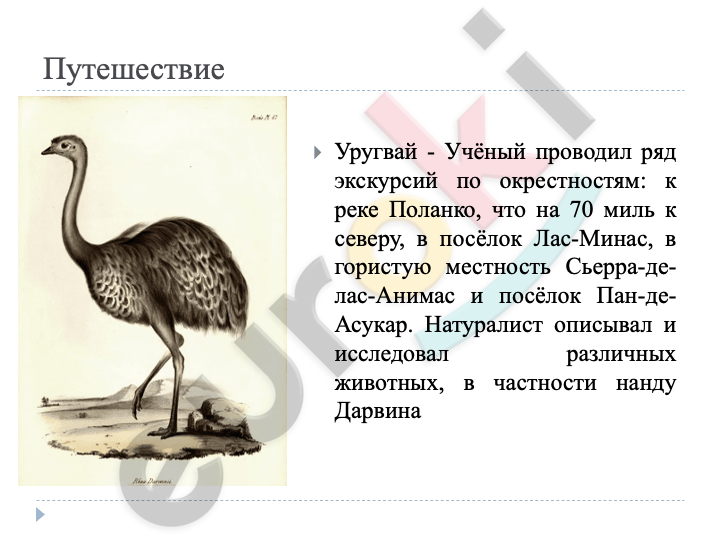 A picture containing text, bird Description automatically generated