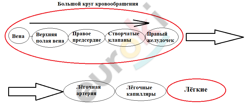 A picture containing text, diagram, circle, font Description automatically generated