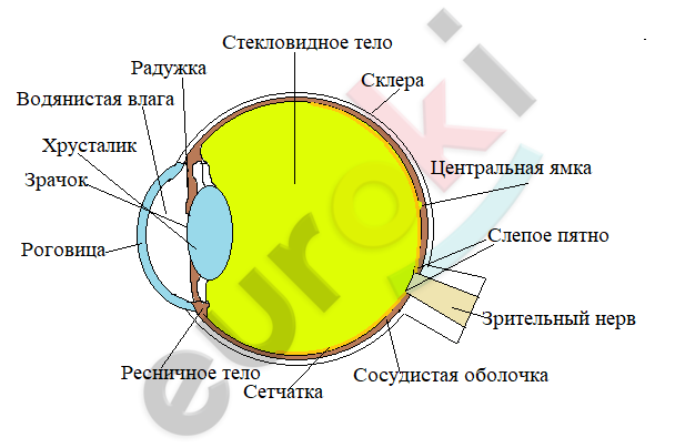 Diagram of a human eye Description automatically generated with low confidence
