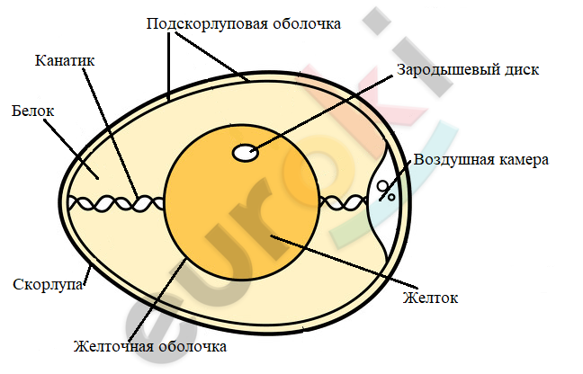 Diagram Description automatically generated