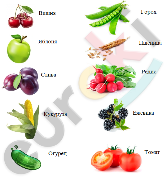 Овощи похожие на органы человека.