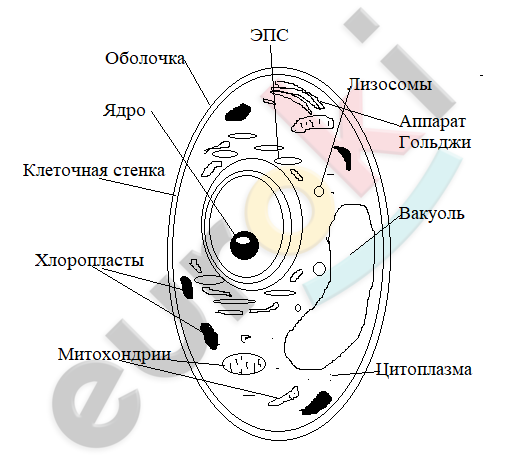 A diagram of a cell Description automatically generated with medium confidence