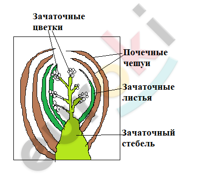 A diagram of a plant Description automatically generated with medium confidence