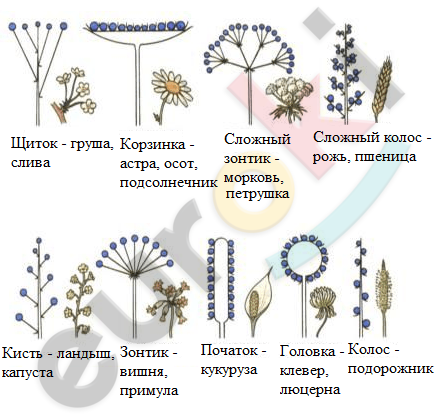 Зарисуйте схемы рассмотренных соцветий запишите их названия и укажите растения с такими соцветиями