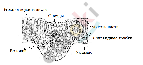 Какие клетки листа растения обозначены на рисунке цифрой 1 какие функции они выполняют