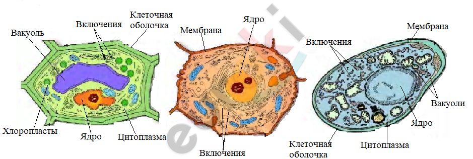 Diagram, map Description automatically generated