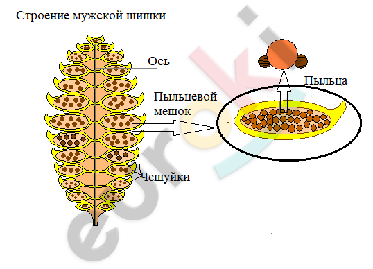 Diagram Description automatically generated