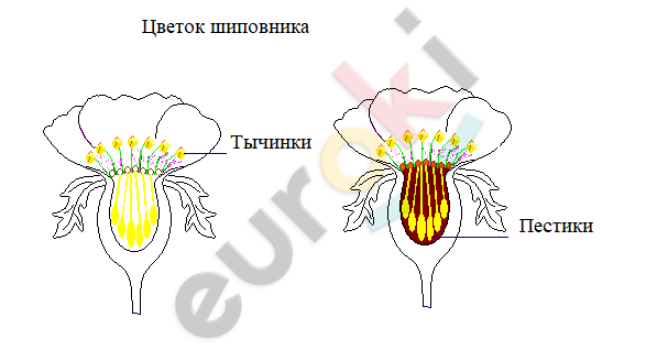 Diagram Description automatically generated