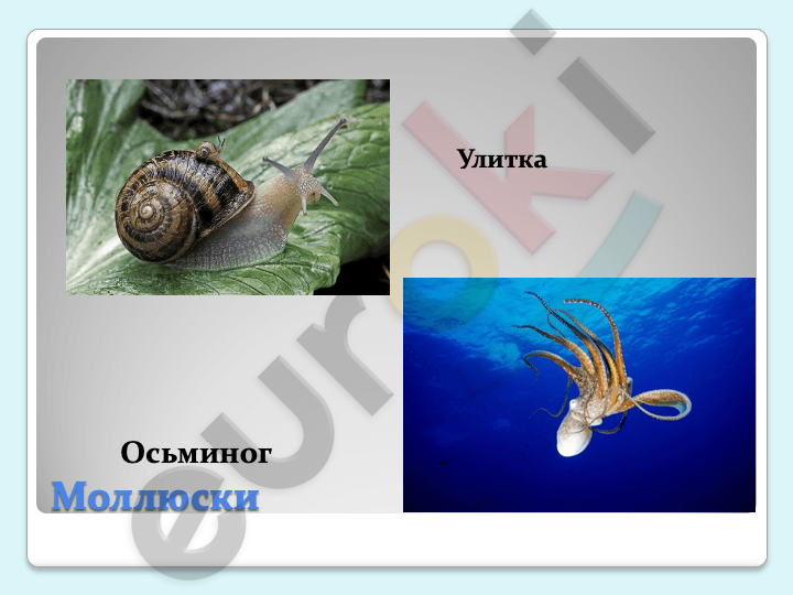 A picture containing text, invertebrate, mollusk, snail Description automatically generated