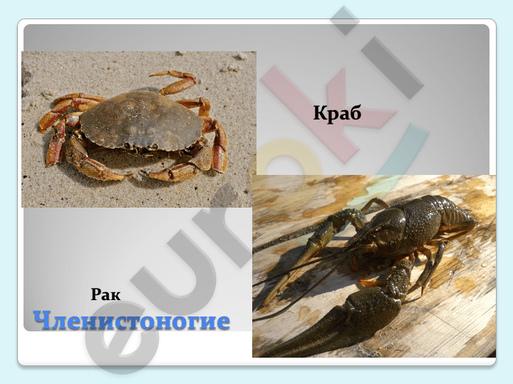 A picture containing text, arthropod, invertebrate, crab Description automatically generated